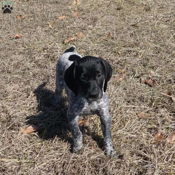 Realyn, German Shorthaired Pointer Puppy