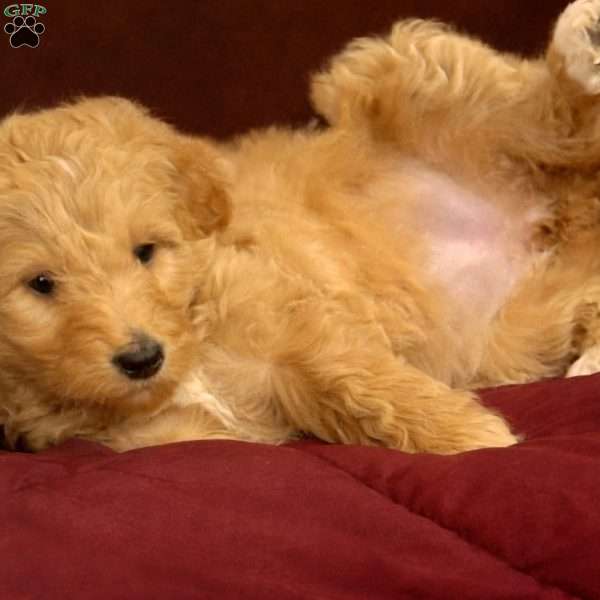 Orange, Goldendoodle Puppy