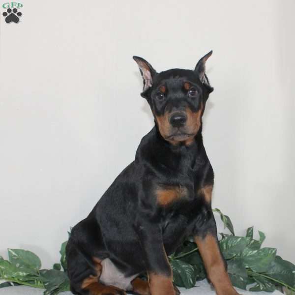 Austin, Doberman Pinscher Puppy