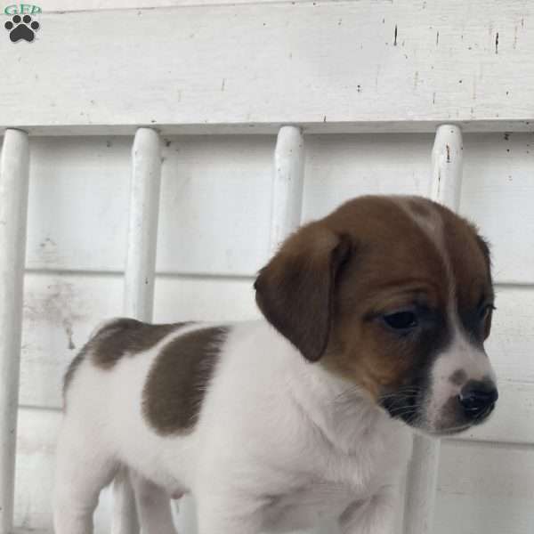 Tag, Jack Russell Terrier Puppy
