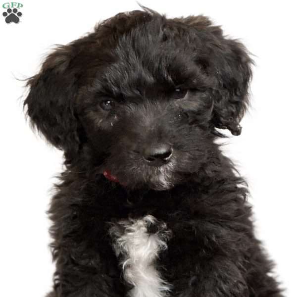 Red, Goldendoodle Puppy