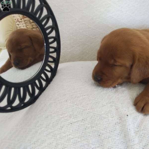 Princess, Fox Red Labrador Retriever Puppy