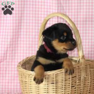Billy, Rottweiler Puppy