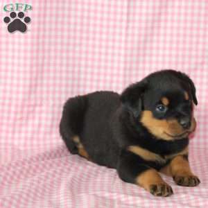 Billy, Rottweiler Puppy