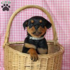 Honey, Rottweiler Puppy