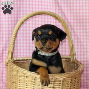 Honey, Rottweiler Puppy