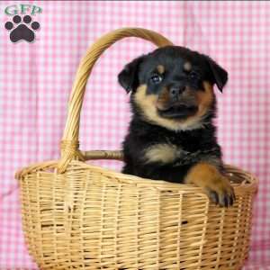 Cleo, Rottweiler Puppy