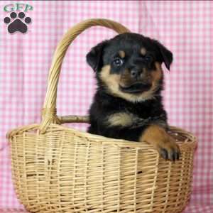 Cleo, Rottweiler Puppy