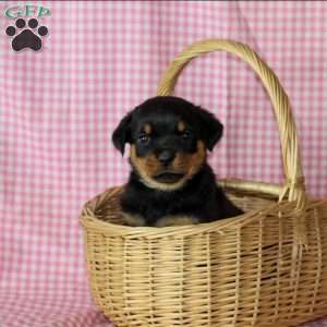 Jelly, Rottweiler Puppy