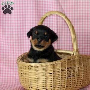 Jelly, Rottweiler Puppy