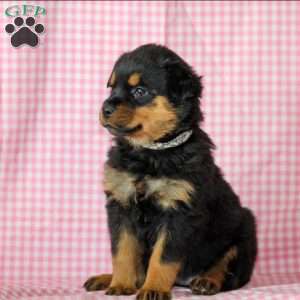 Opal, Rottweiler Puppy