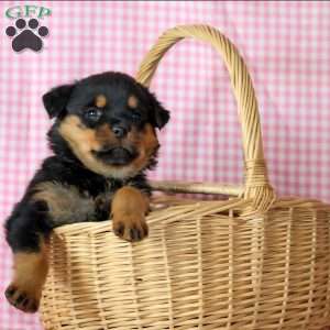 Opal, Rottweiler Puppy