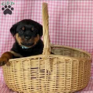 Pretzel, Rottweiler Puppy