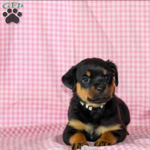 Rosie, Rottweiler Puppy