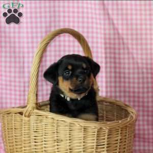 Rosie, Rottweiler Puppy
