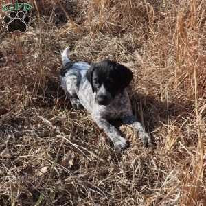 Rickey, German Shorthaired Pointer Puppy