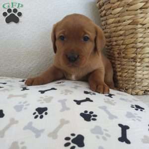 Princess, Fox Red Labrador Retriever Puppy
