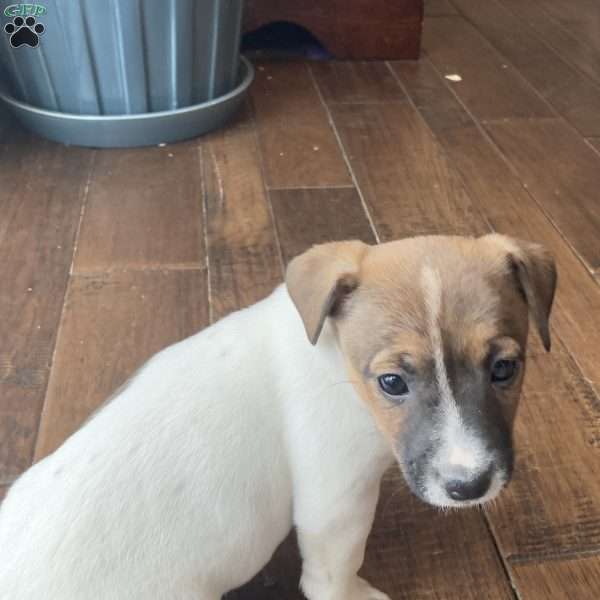 Trixie, Jack Russell Terrier Puppy