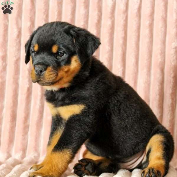 Billy, Rottweiler Puppy