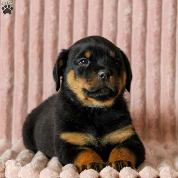 Pretzel, Rottweiler Puppy