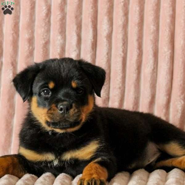 Ranger, Rottweiler Puppy
