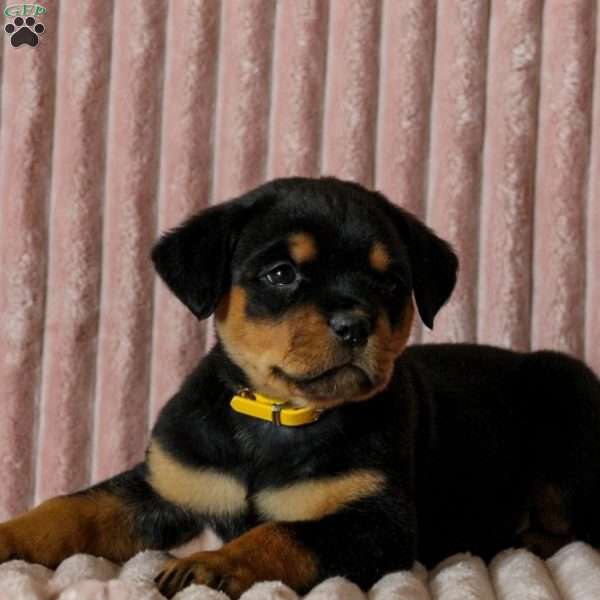 Honey, Rottweiler Puppy