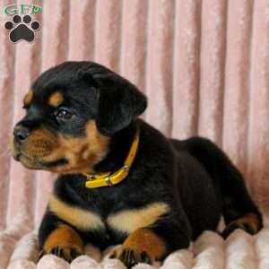 Honey, Rottweiler Puppy