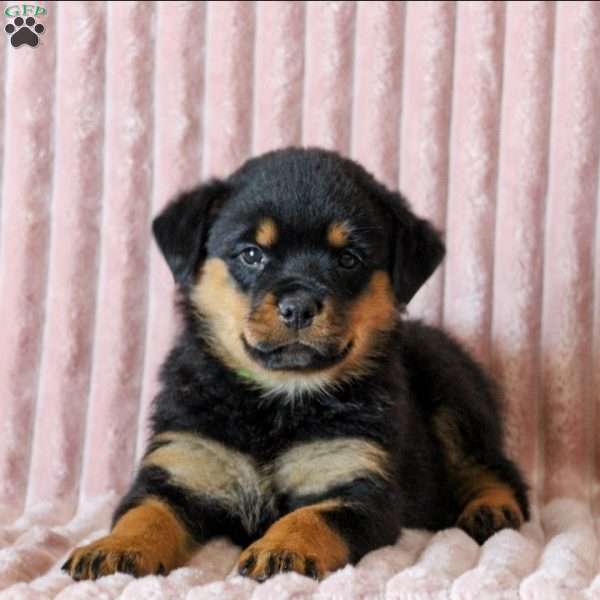 Opal, Rottweiler Puppy