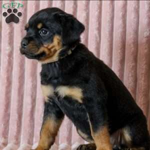 Rosie, Rottweiler Puppy
