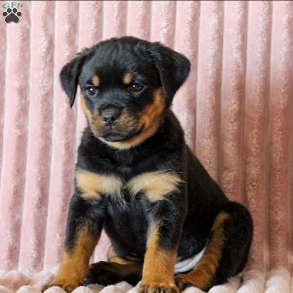 Rosie, Rottweiler Puppy