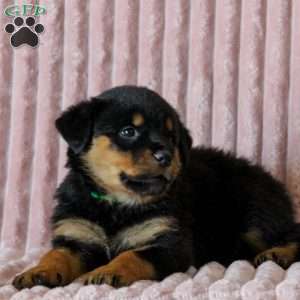 Opal, Rottweiler Puppy