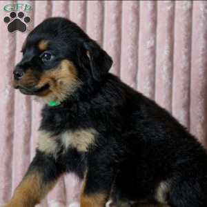 Opal, Rottweiler Puppy