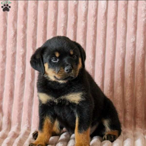 Cleo, Rottweiler Puppy