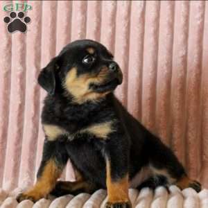 Cleo, Rottweiler Puppy
