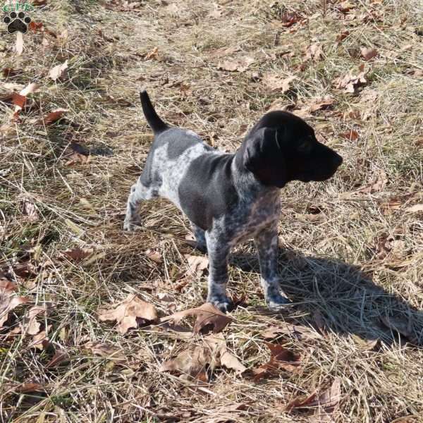 Raine, German Shorthaired Pointer Puppy