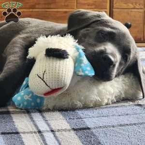 Bruce, Charcoal Labrador Retriever Puppy