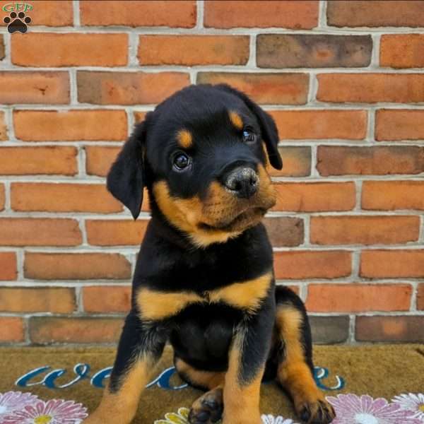 Billy, Rottweiler Puppy