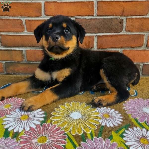 Opal, Rottweiler Puppy