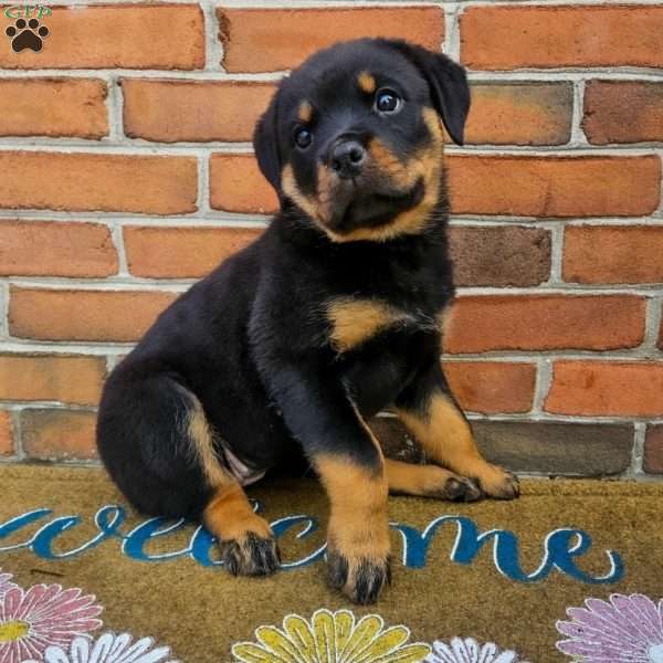 Cleo, Rottweiler Puppy