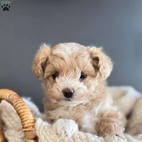 Cupid, Pomapoo Puppy