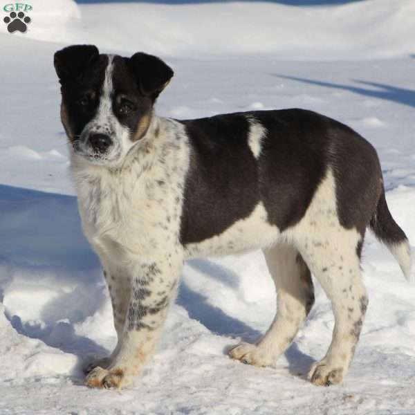Bo, Blue Heeler Mix Puppy