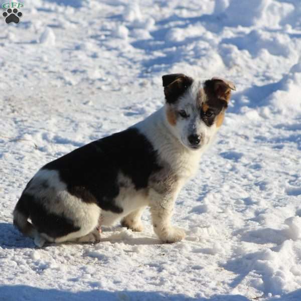 Buster, Blue Heeler Mix Puppy