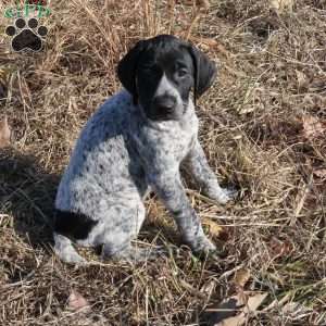 Rickey, German Shorthaired Pointer Puppy