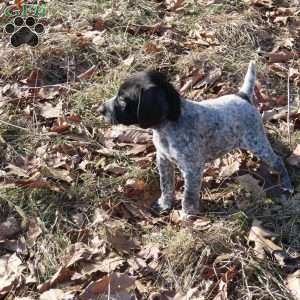 Rickey, German Shorthaired Pointer Puppy
