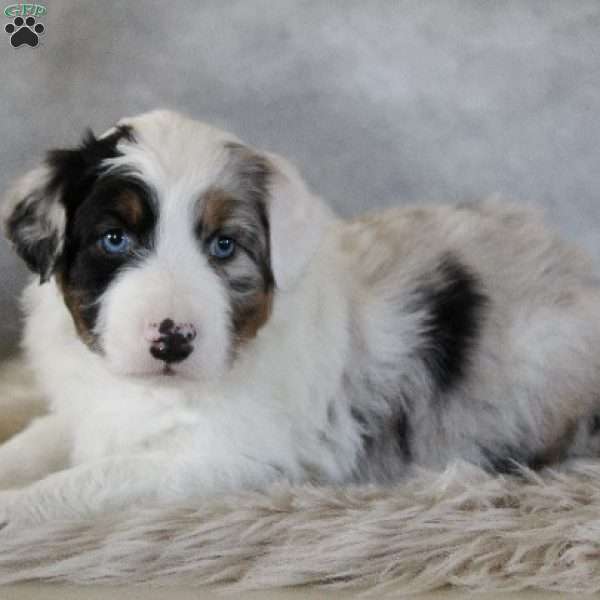 Caspian, Australian Shepherd Puppy