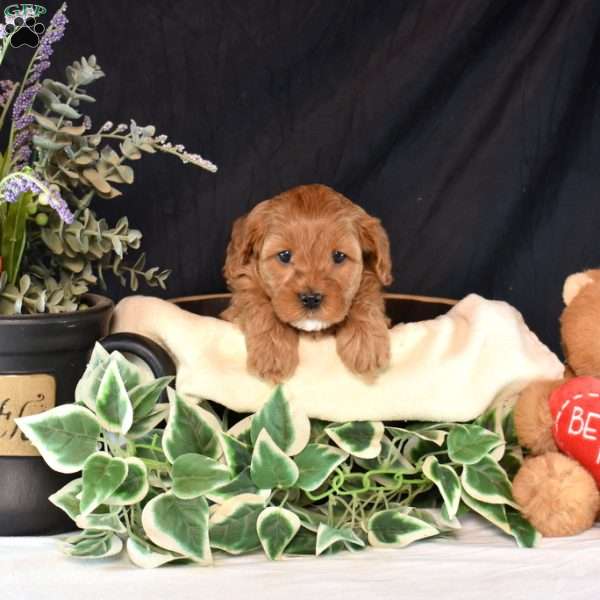 Abby, Cavapoo Puppy