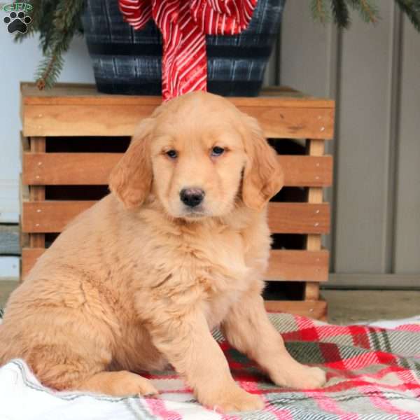 Abby, Golden Retriever Puppy