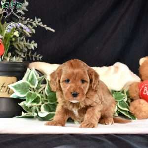 Abby, Cavapoo Puppy