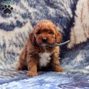 Abby, Cockapoo Puppy