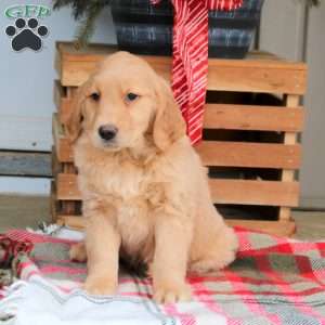 Abby, Golden Retriever Puppy